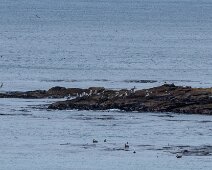 IMG_5776 15/10/2019 - Une escadrille de pélicans et de cormorans est venu nous rendre visite, pas pour nos beaux yeux mais parce que les sardines abondaient ce jour-là....